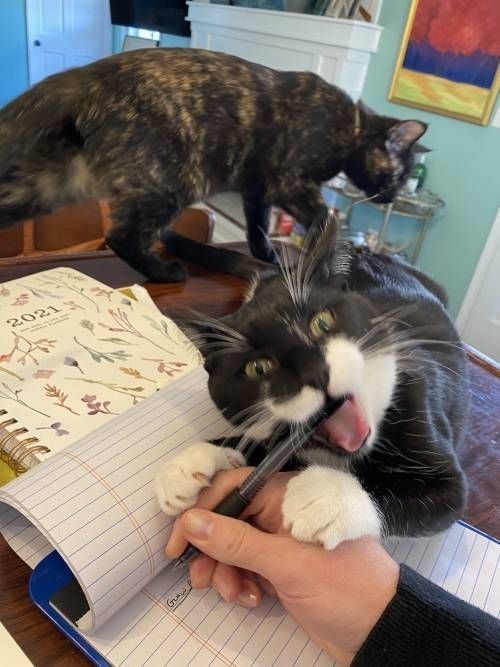 Cat